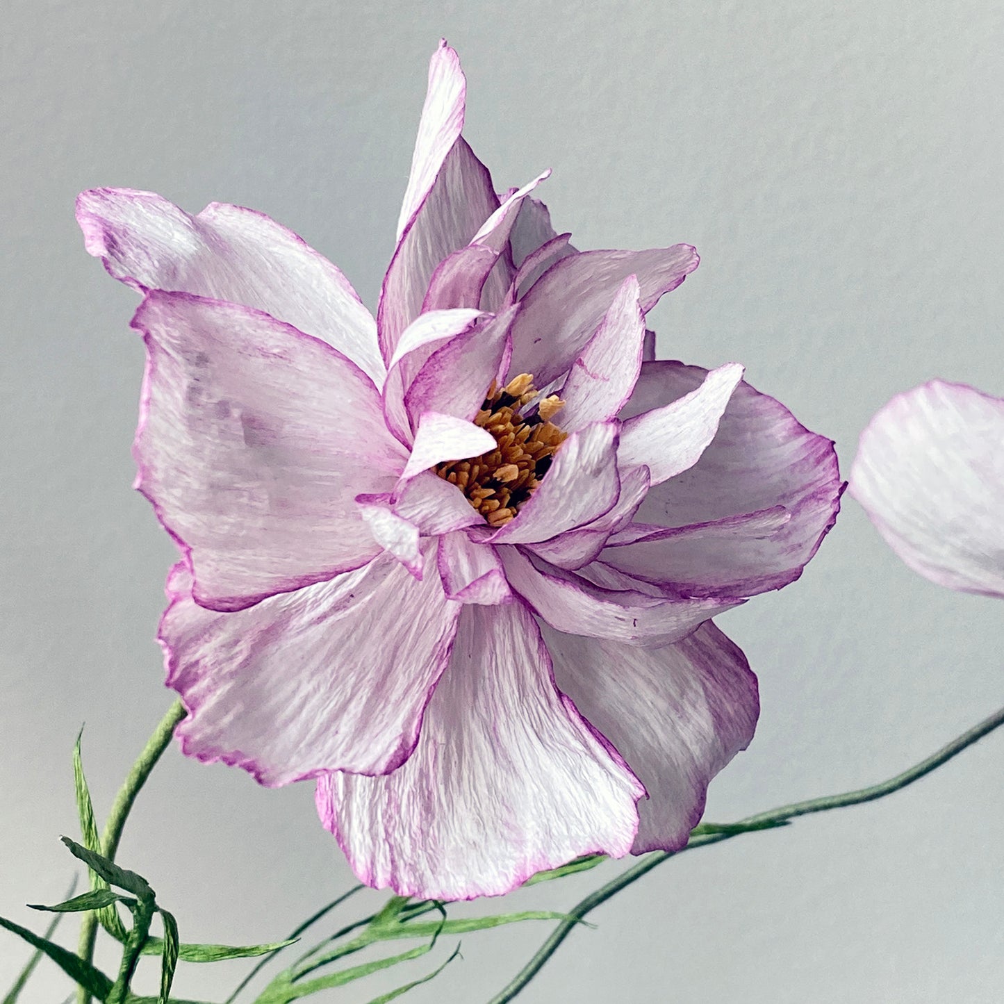 Cosmos Double Take Posy (3 Flowers)