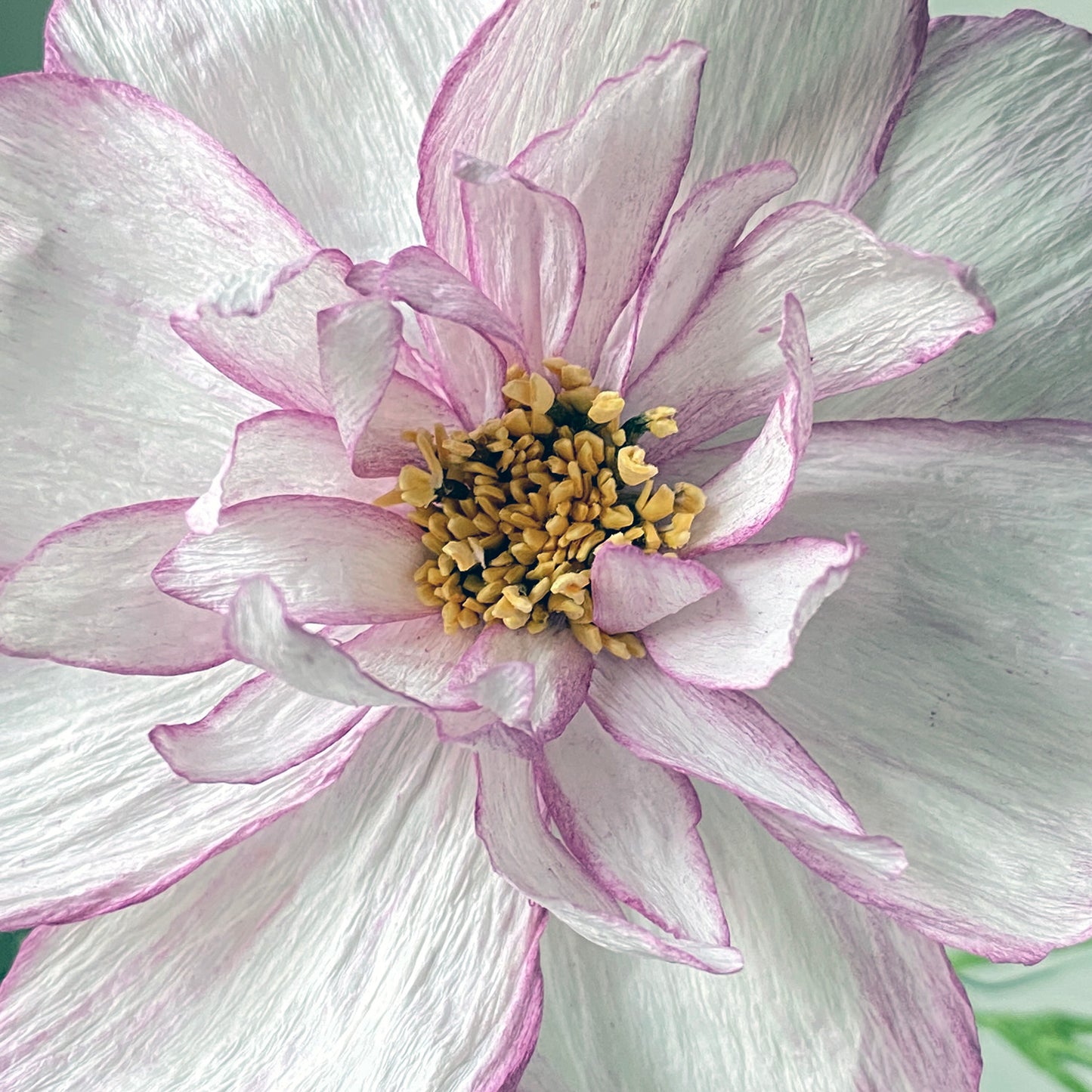 Cosmos Double Take Posy (3 Flowers)