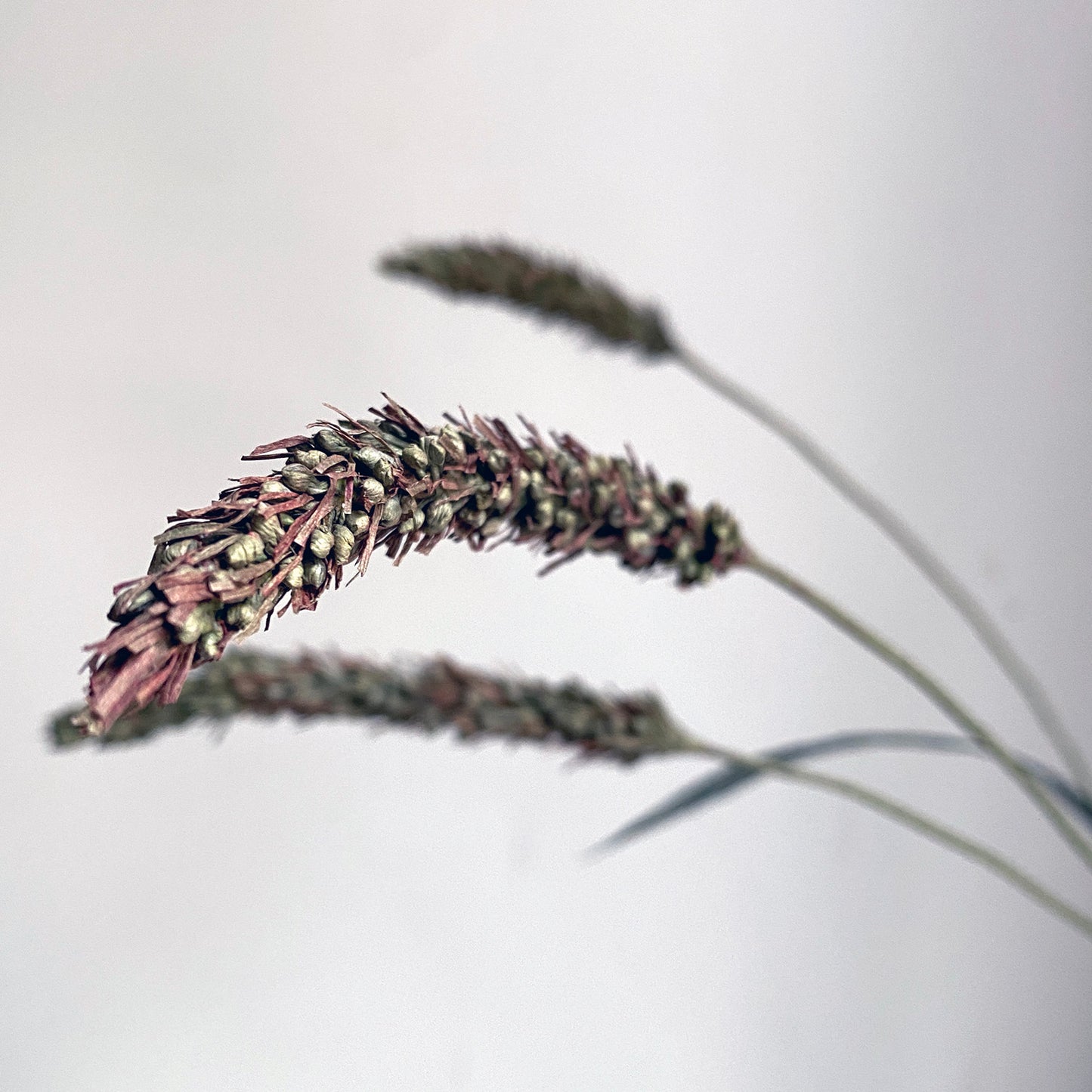 Foxtail Millet Course