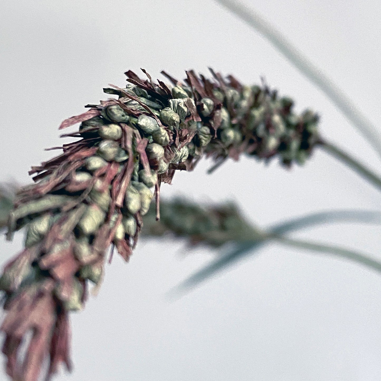 Foxtail Millet Course