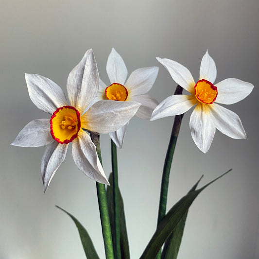 Narcissus Ornatus Daffodil