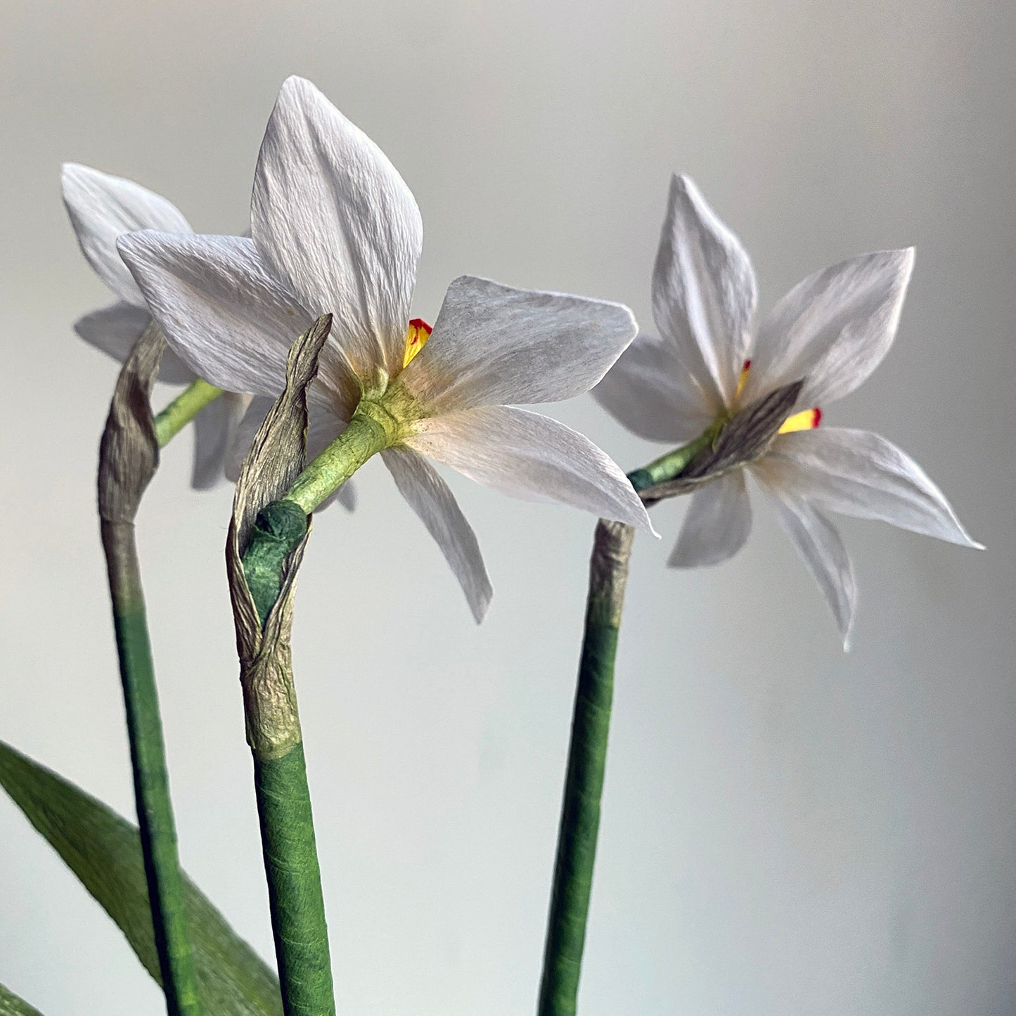 Narcissus Ornatus Dafodil