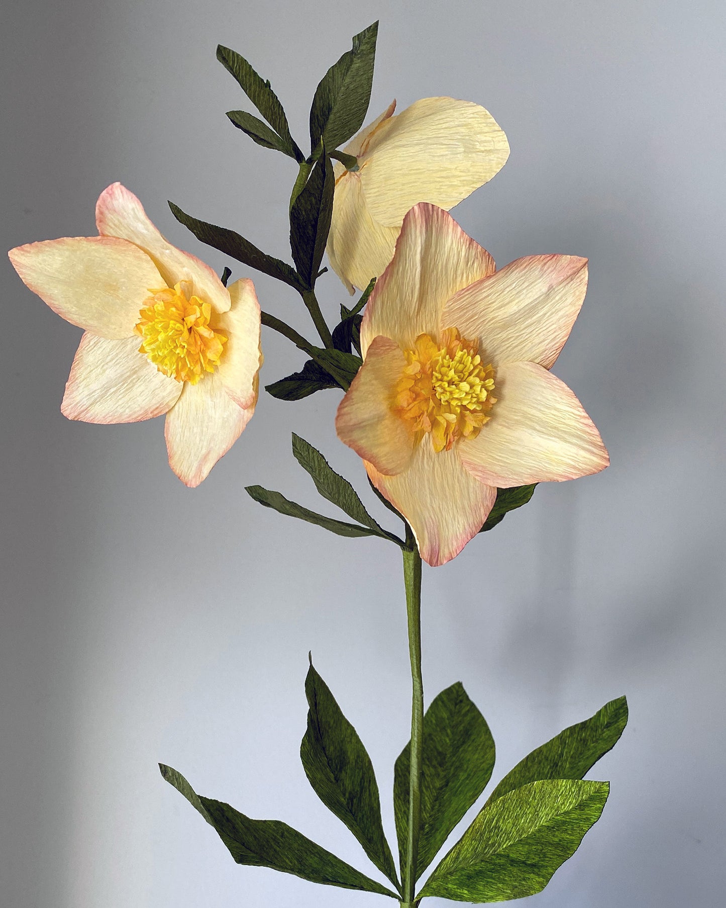 Dagurinn Hellebore