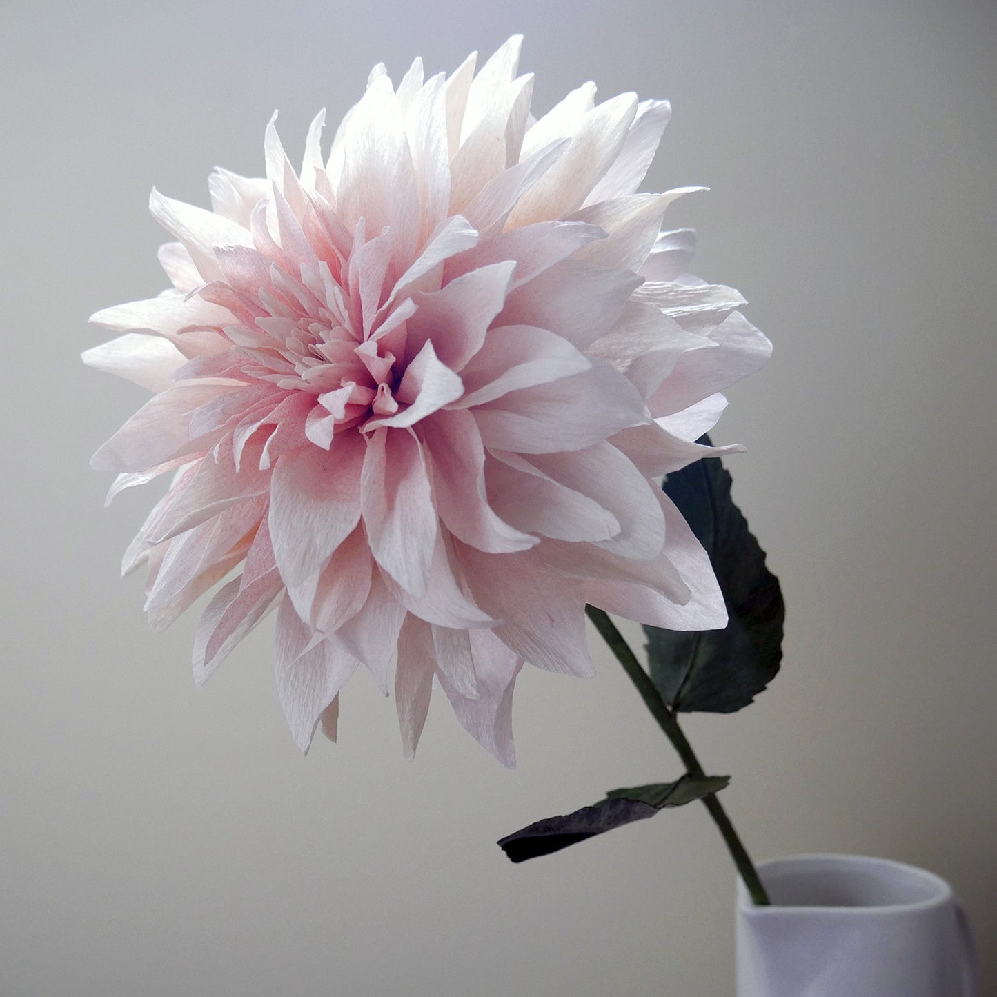 Cafe Au Lait Dahlia