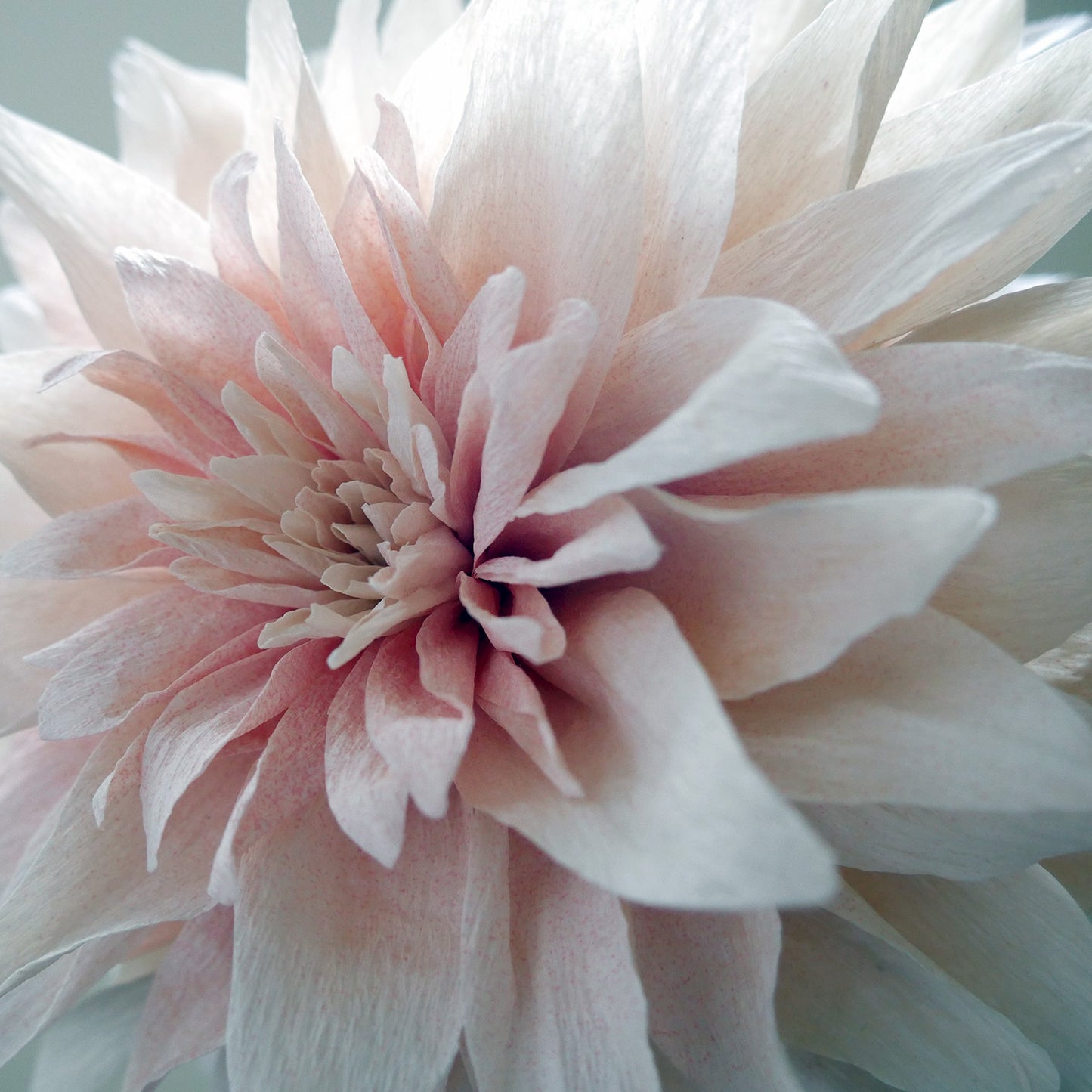 Cafe Au Lait Dahlia