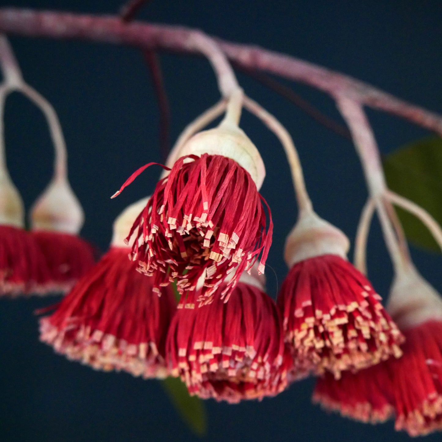 Eucalyptus Gum Nut Flower Branch from Crepe Paper