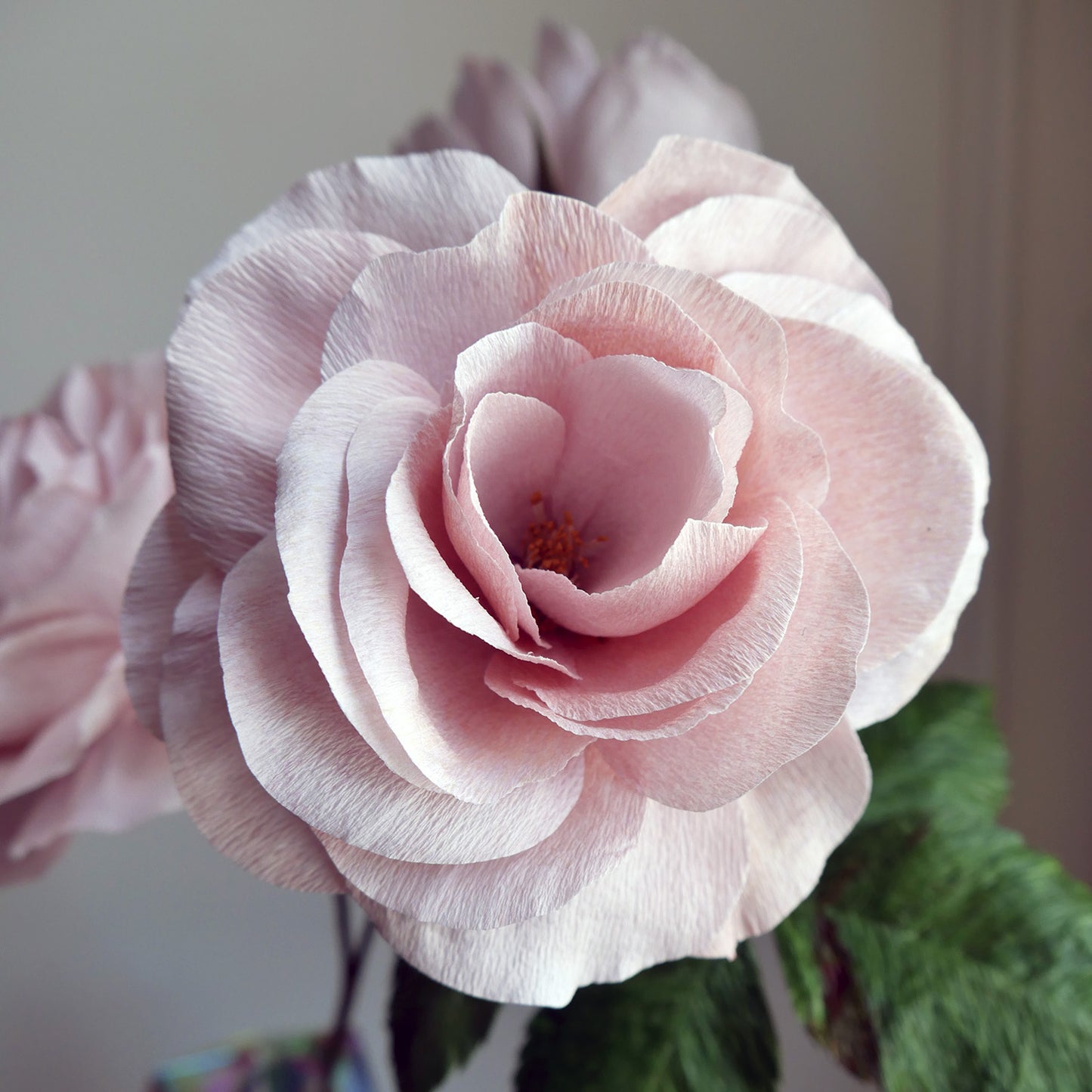 Blush Floribunda