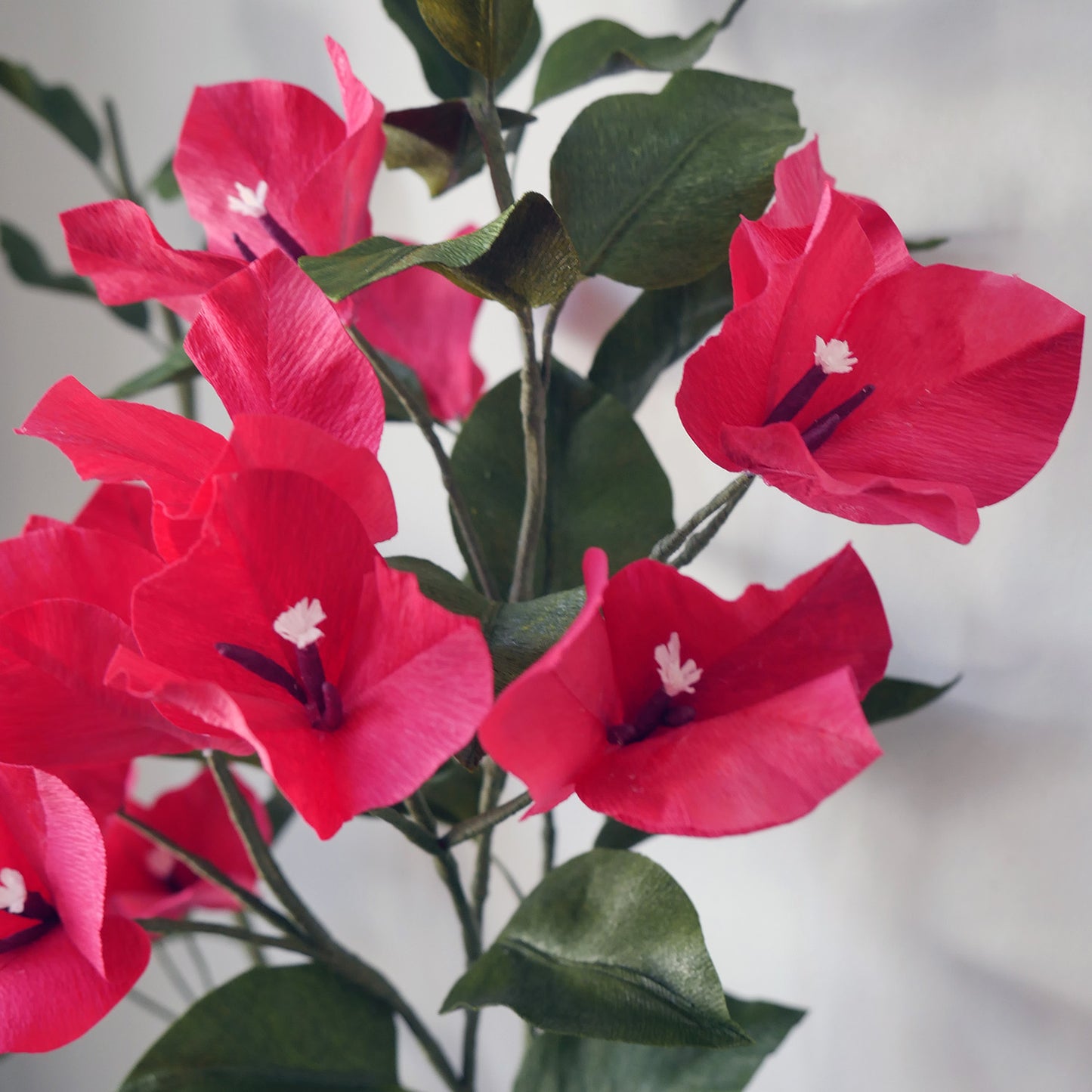 Crimson Bougainvillea Branch