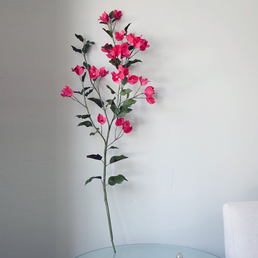 Crimson Bougainvillea útibú