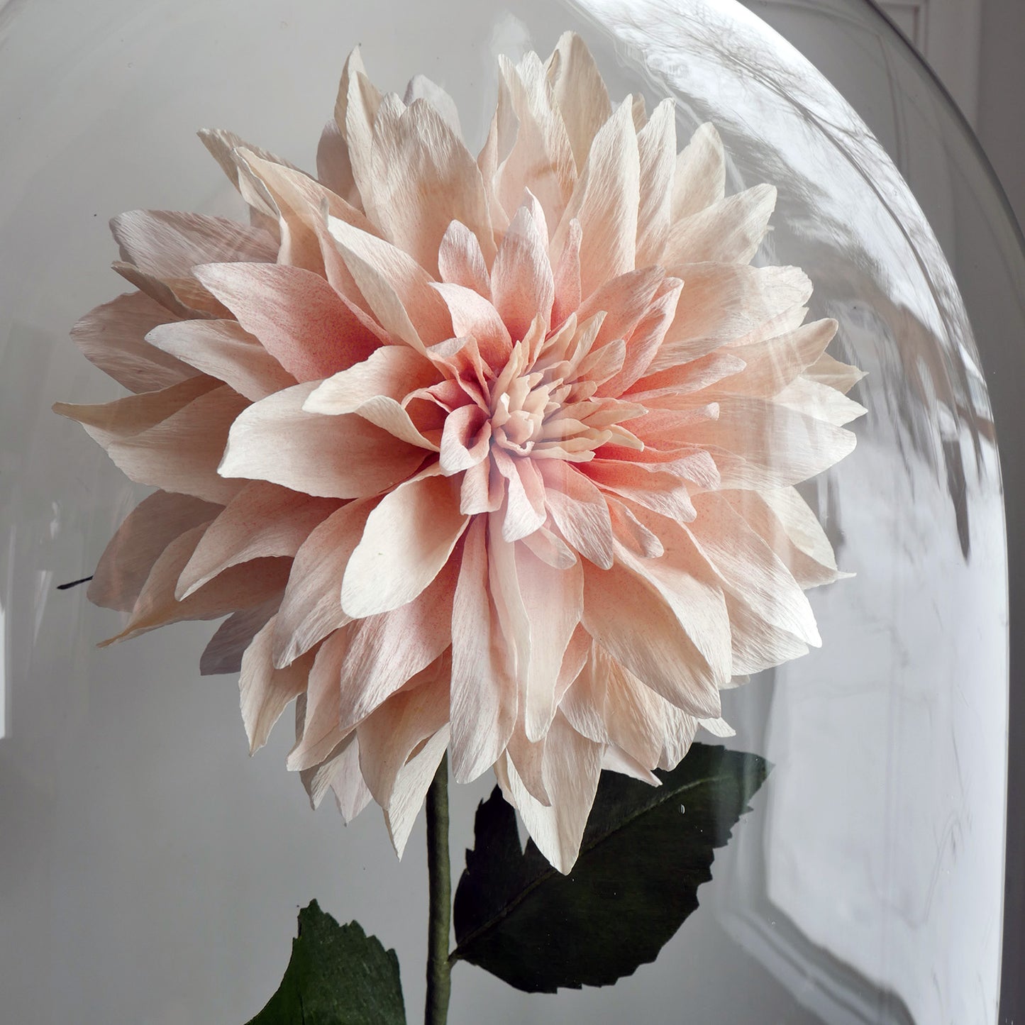 Cafe Au Lait Dahlia