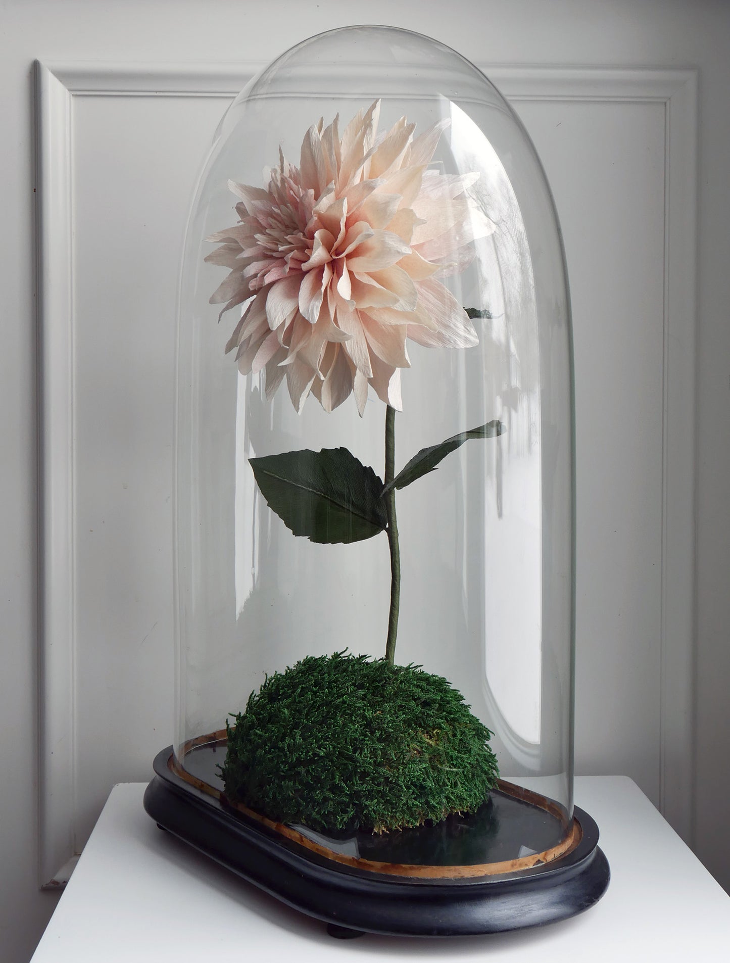 Cafe Au Lait Dahlia