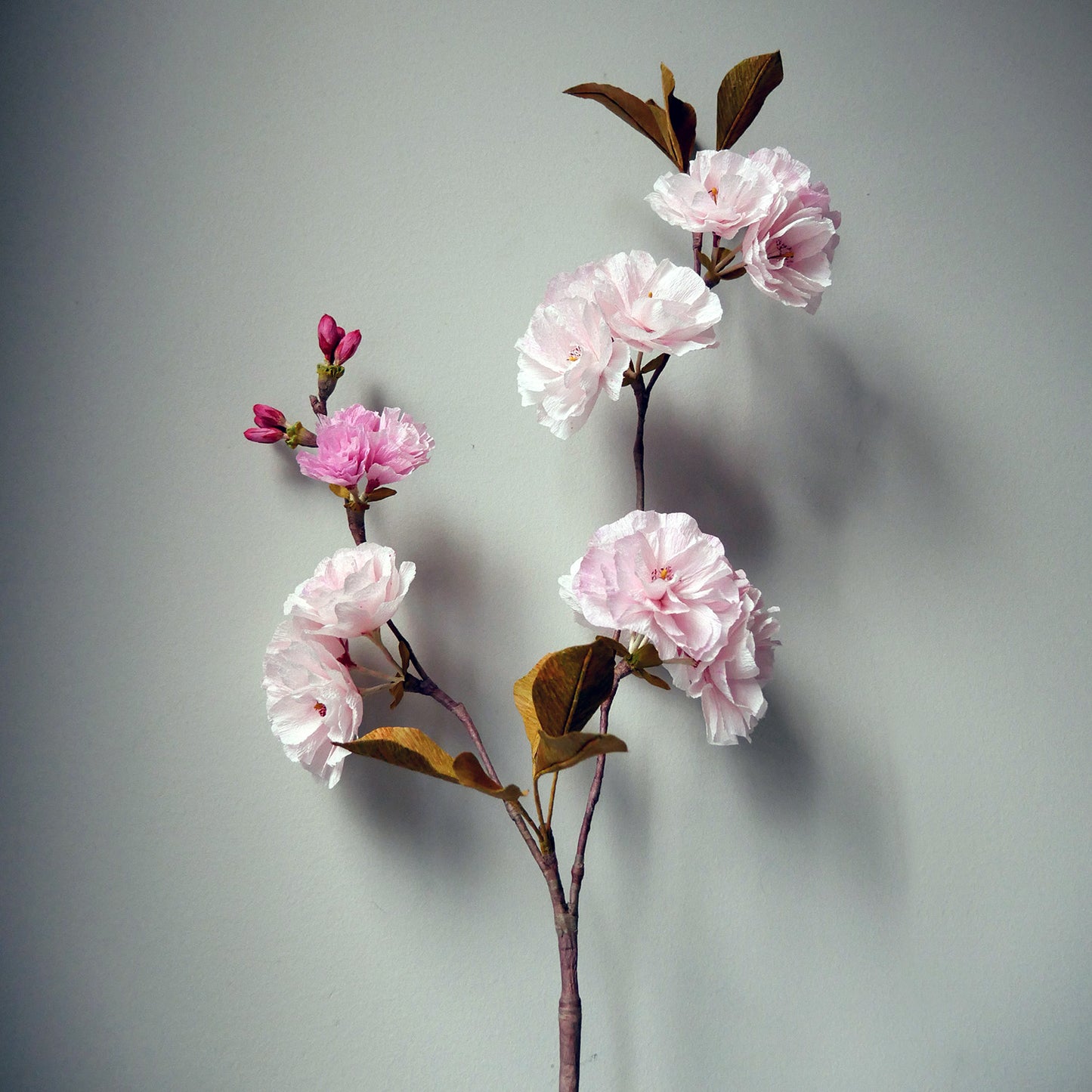 Sakura Cherry Blossom Branch