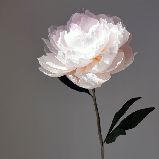 Coral Queen Peony BOUQ Studio Box