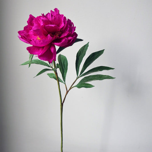 Fuchsia Tree Peony