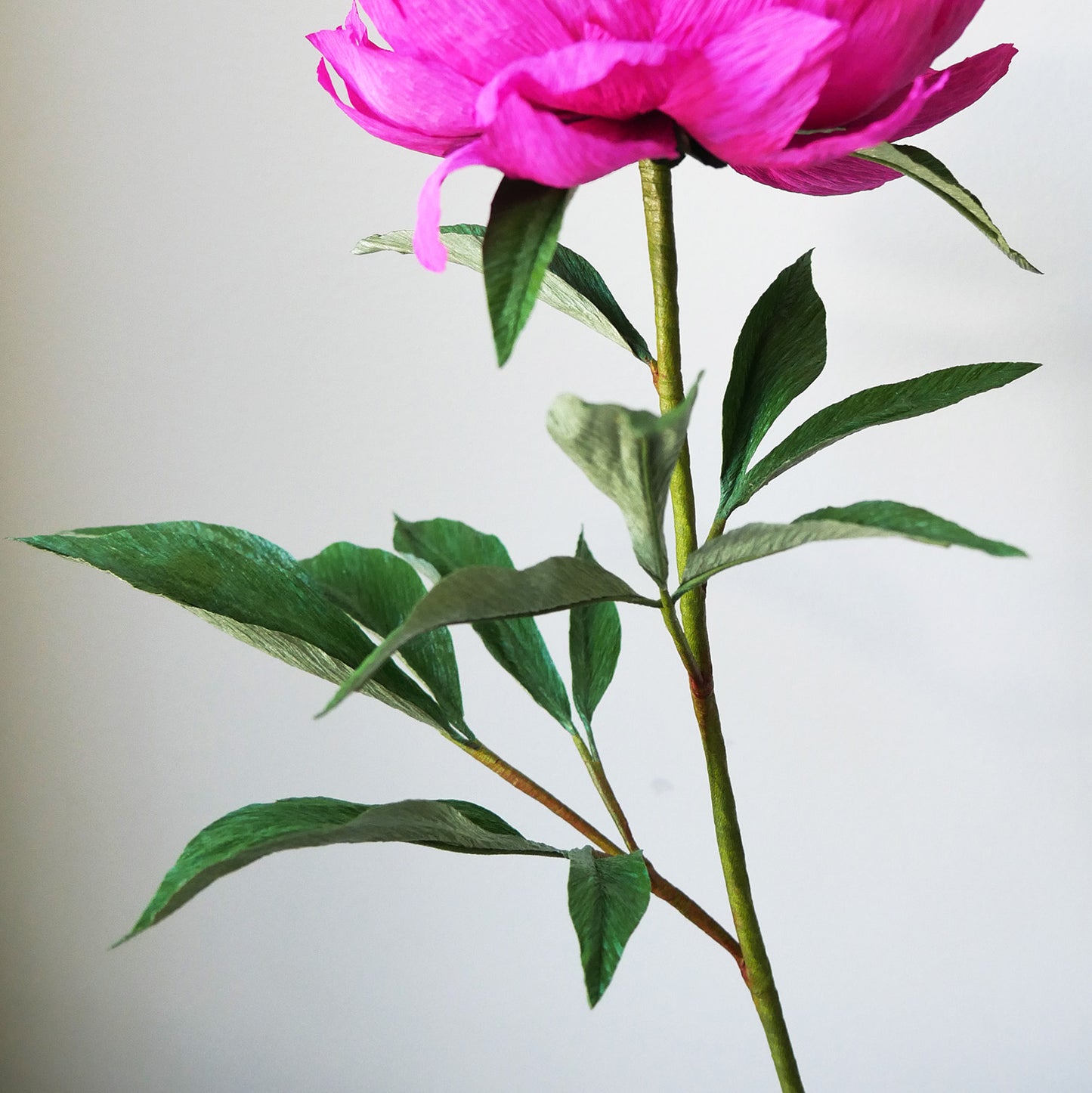 Fuchsia Tree Peony